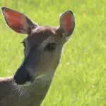 White-Tail Deer